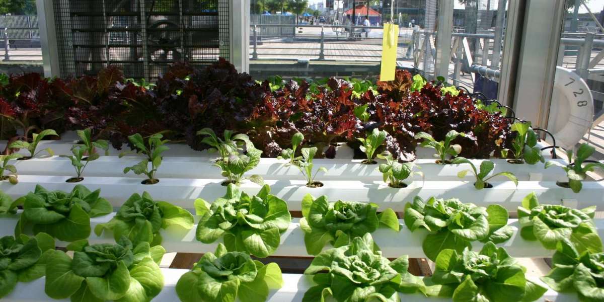 Hydroponics Market Size, Revenue Share, Drivers & Trends Analysis, 2022–2028